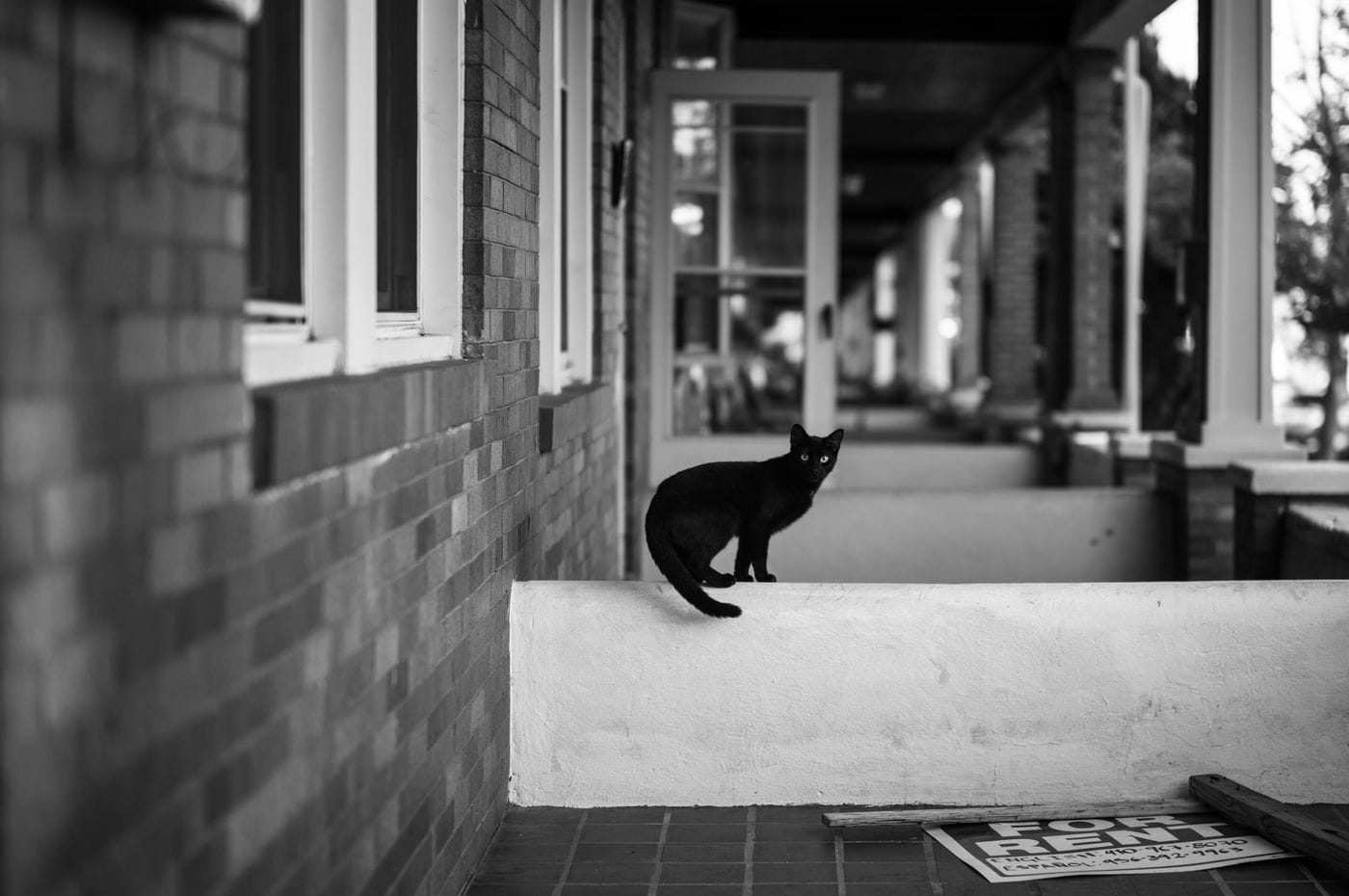 A black cat stands on a white ledge along the exterior brick wall of a building, near a "For Rent" sign resting on the porch floor.