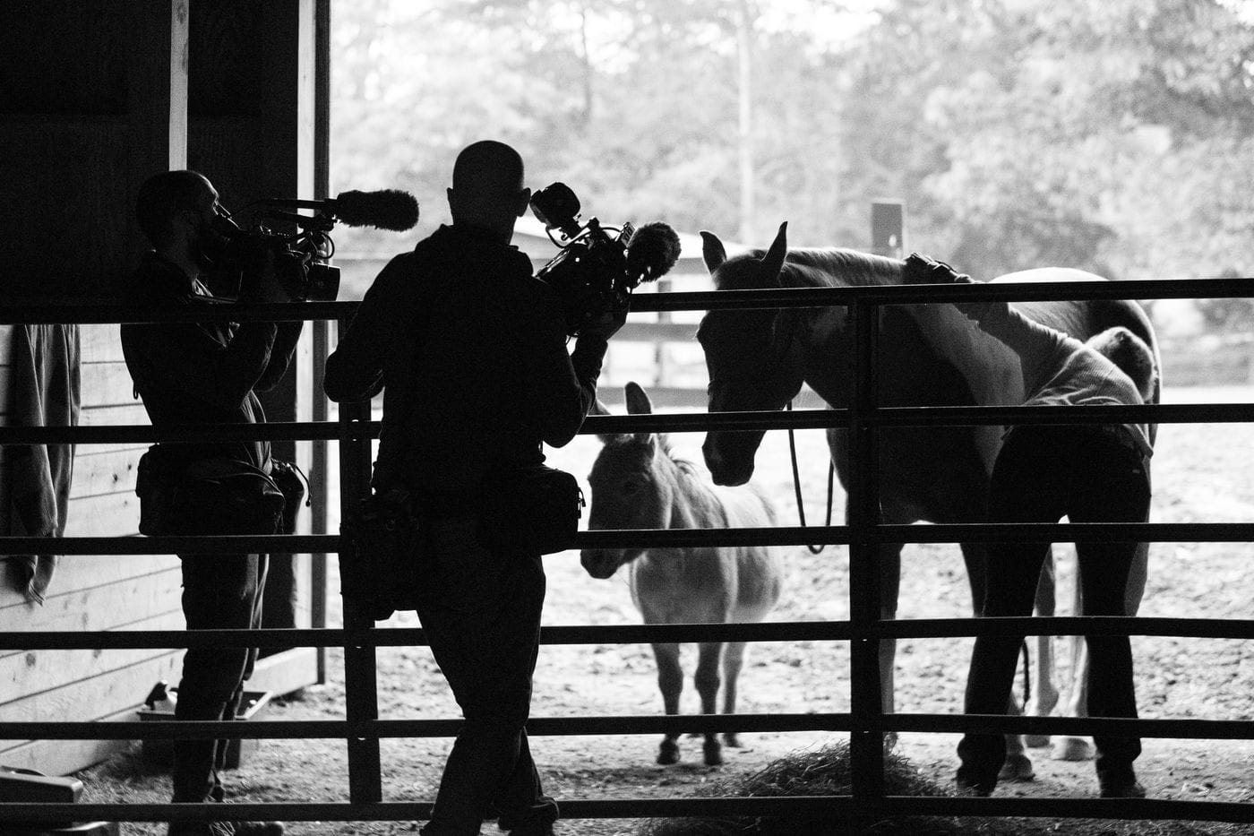 Two videographers film a person petting a horse and a donkey in a barn as seen in a high-contrast black-and-white silhouette.