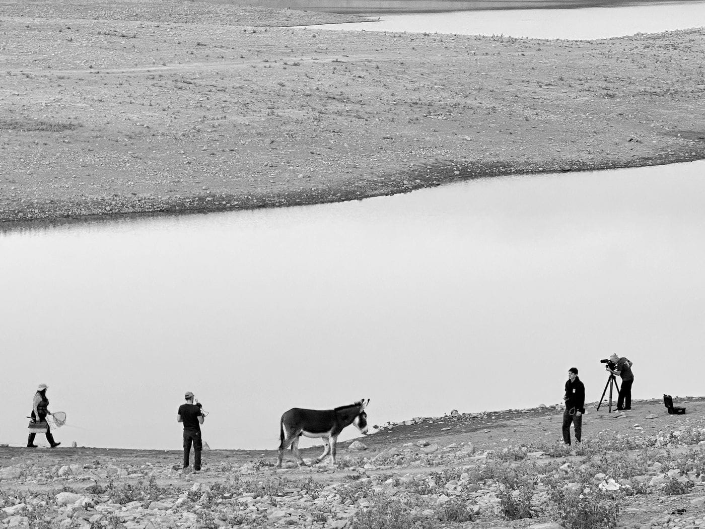 A black-and-white landscape shot shows a donkey walking along the bank of a body of water, while a group of people nearby film and photograph the scene.