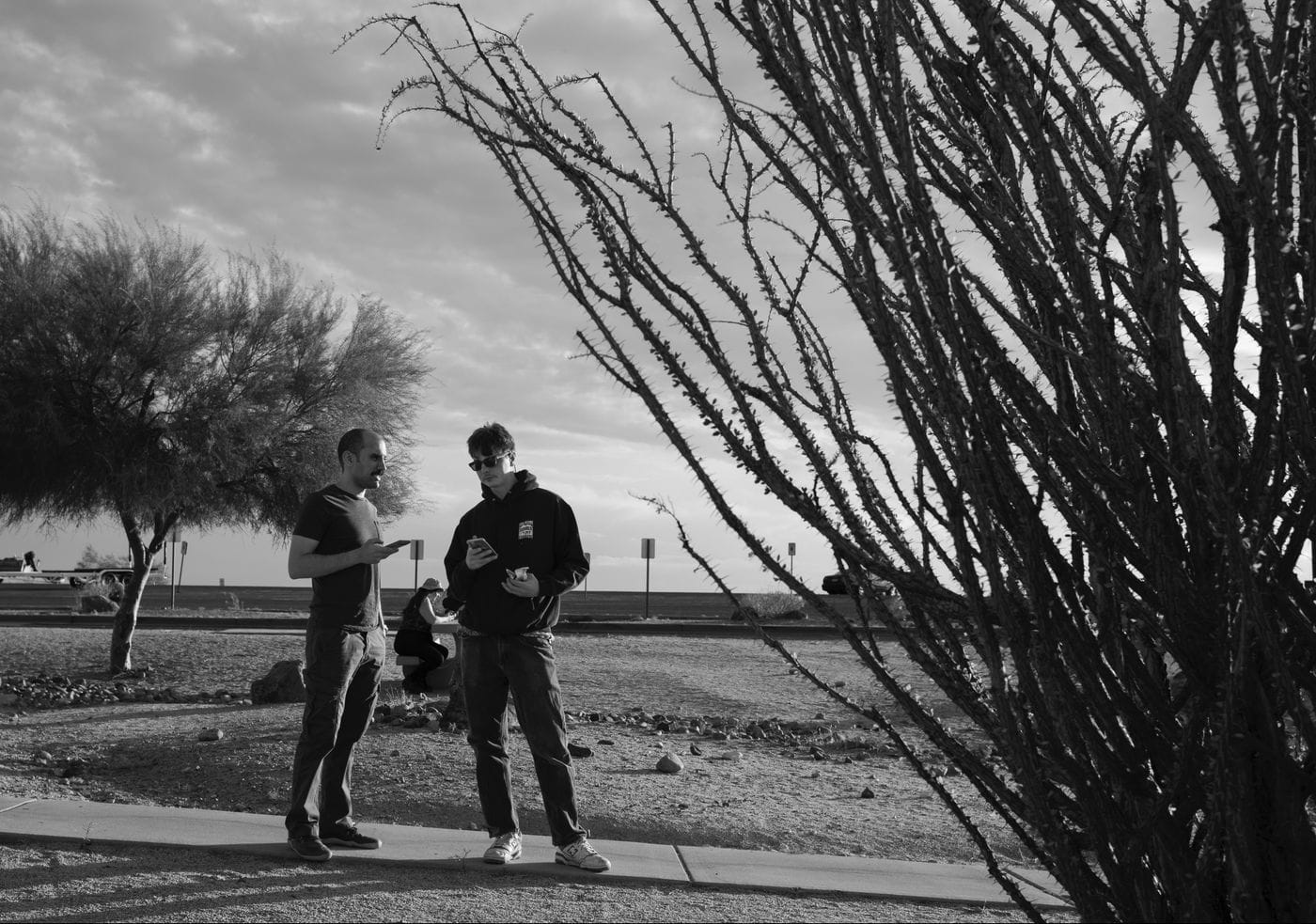 Two men stand on a sidewalk in a desert landscape during the golden hour, both looking down at their phones, near a large, bare ocotillo plant.