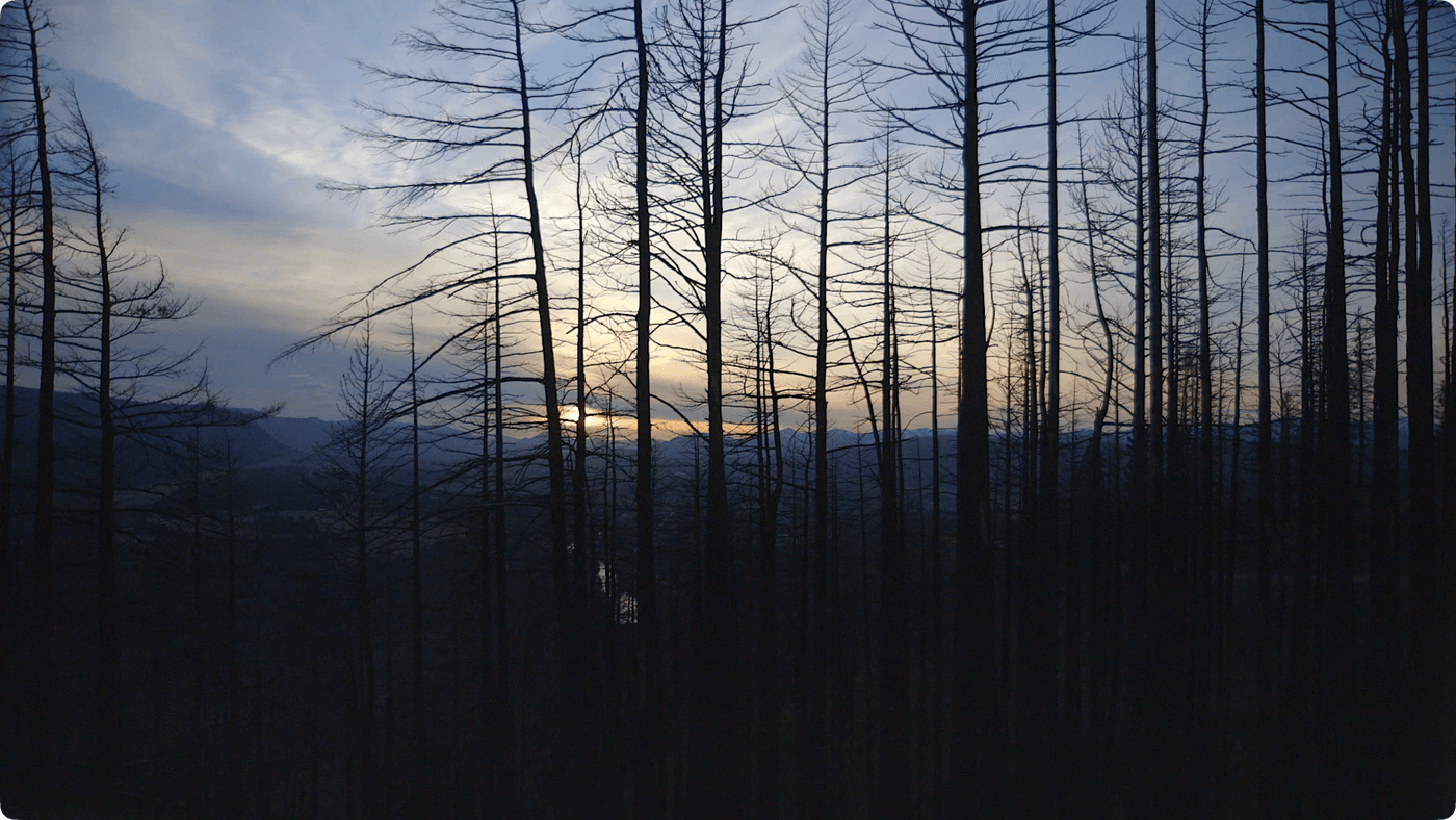 The silhouette of a dense forest of scorched, leafless trees stands against a soft, hazy sunset over a distant mountain valley.